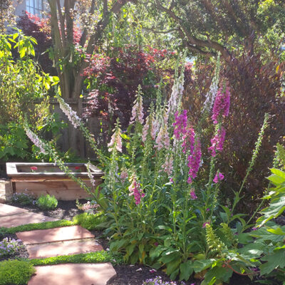 Arizona Rosa flagstone path with bountiful plants