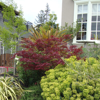 Japanese Maples and Euphorbia with Rosemary