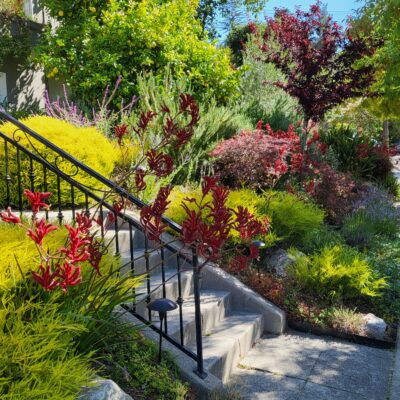 Dry Deer Resistant Garden using all natural materials and ceramic urns